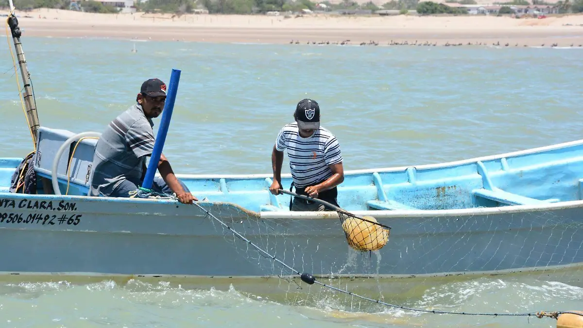 A fines de mayo comenzaría la temporada de aguamala en el Golfo